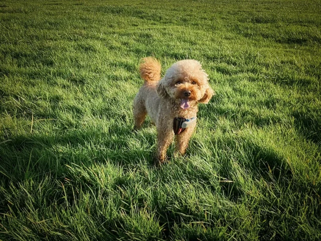 Miniature Poodle in Field