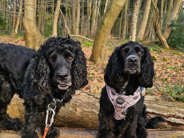 Spaniels sitting on a log